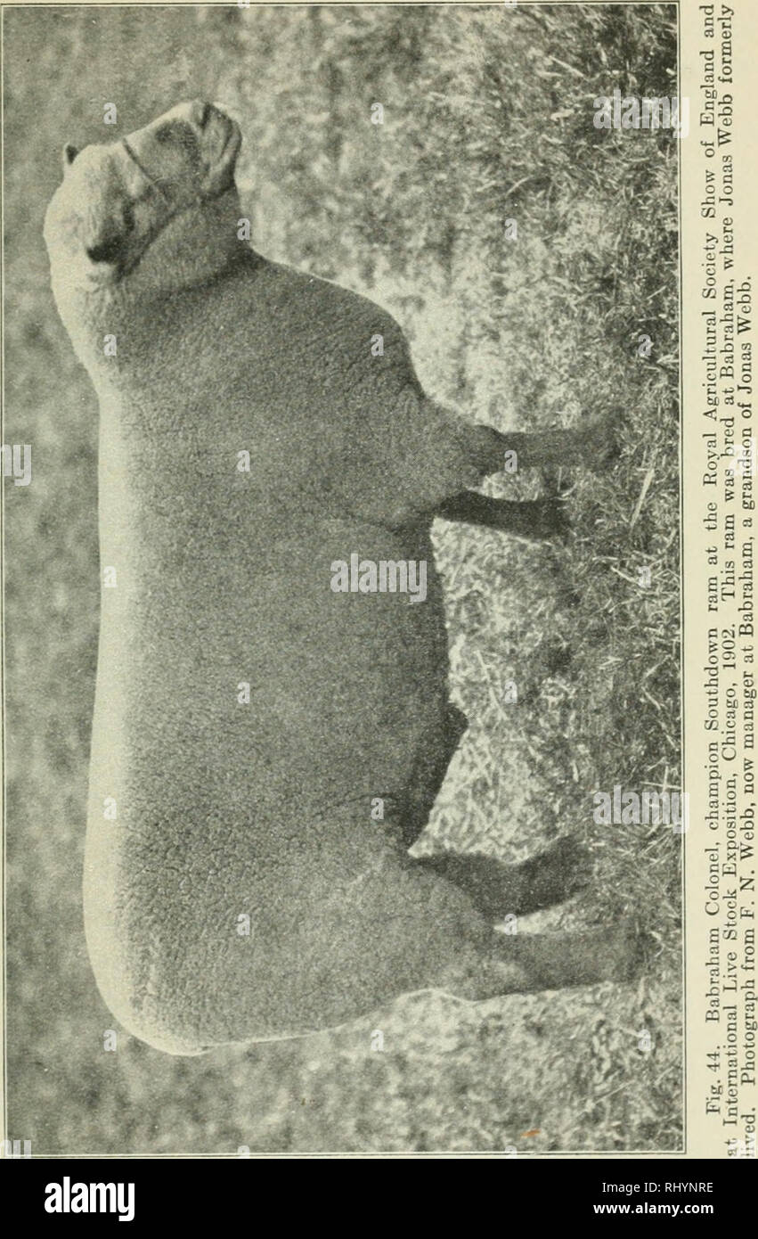 . Beginnings in animal husbandry. Livestock; Poultry. THE BREEDS OF SHEEP 81. Please note that these images are extracted from scanned page images that may have been digitally enhanced for readability - coloration and appearance of these illustrations may not perfectly resemble the original work.. Plumb, Charles Sumner, 1860-1939. St. Paul, Minn. : Webb Pub. Co. Stock Photo