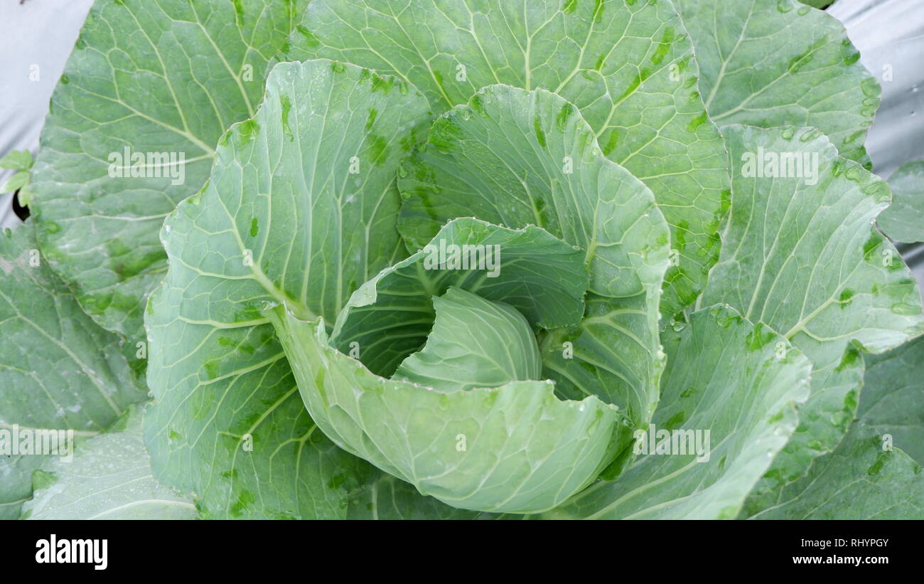 fresh green cabbage vegetables Stock Photo - Alamy