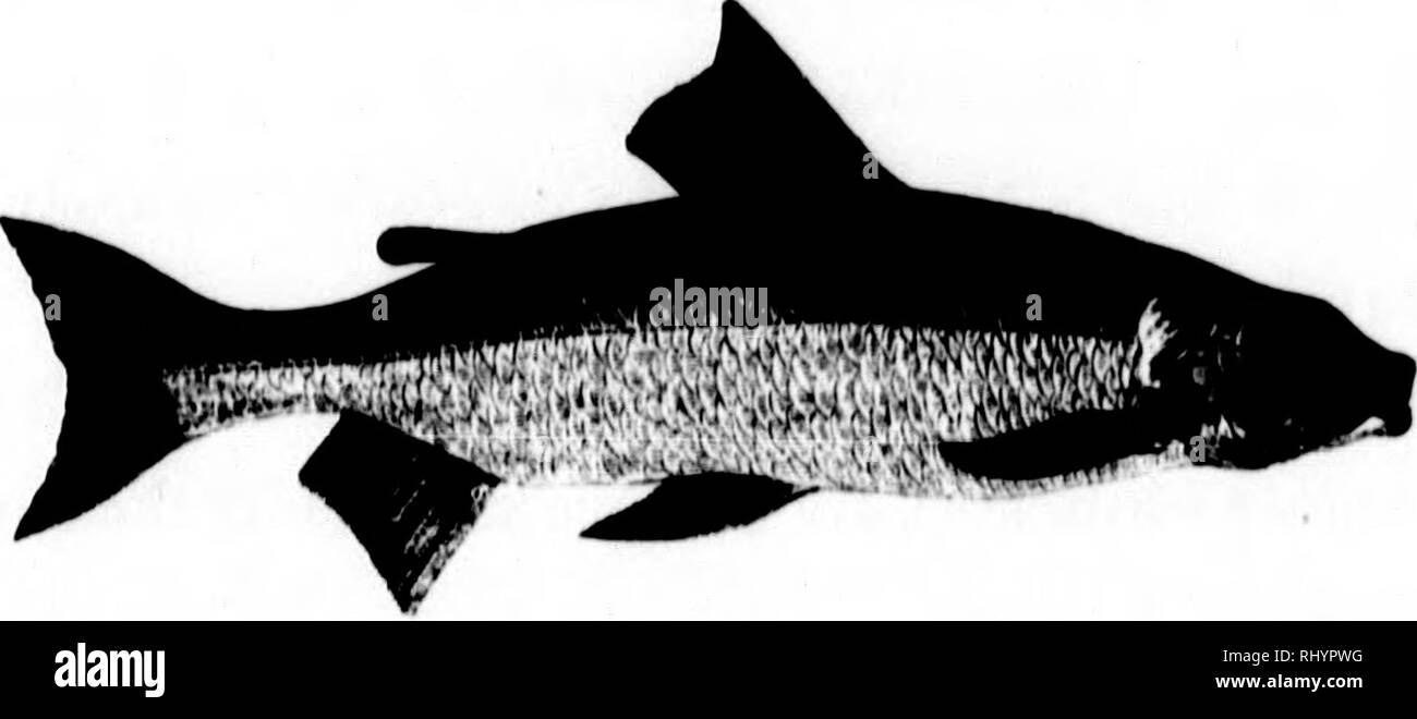 . Frank Forester's fish and fishing of the United States and British provinces of North America [microform]. Fishing; Fishes; Pêche sportive; Poissons. is-i .HAhMONlD.I-:. TiiK w 11 I'll': |•|^^n. ATTIIIAWMKr,. Curnjoniiii Albim -Luiitkuh, Clvikh..  llilr llhh. This and the Hucceediiig fish are the hvst two of the Salmon family, and the only two of their own peculiar sub-genus found within the limits of the United States and British provinces, although there are several other species in the Arctic regions. In Europe they have several equivalents which are generally known as Lavarets; of thes Stock Photo