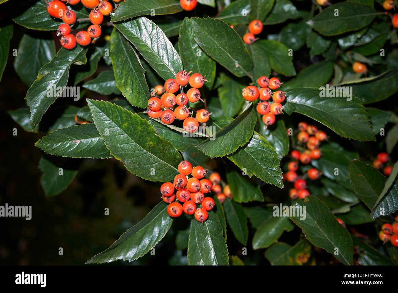 Crataegus prunifolia branch with berries Stock Photo