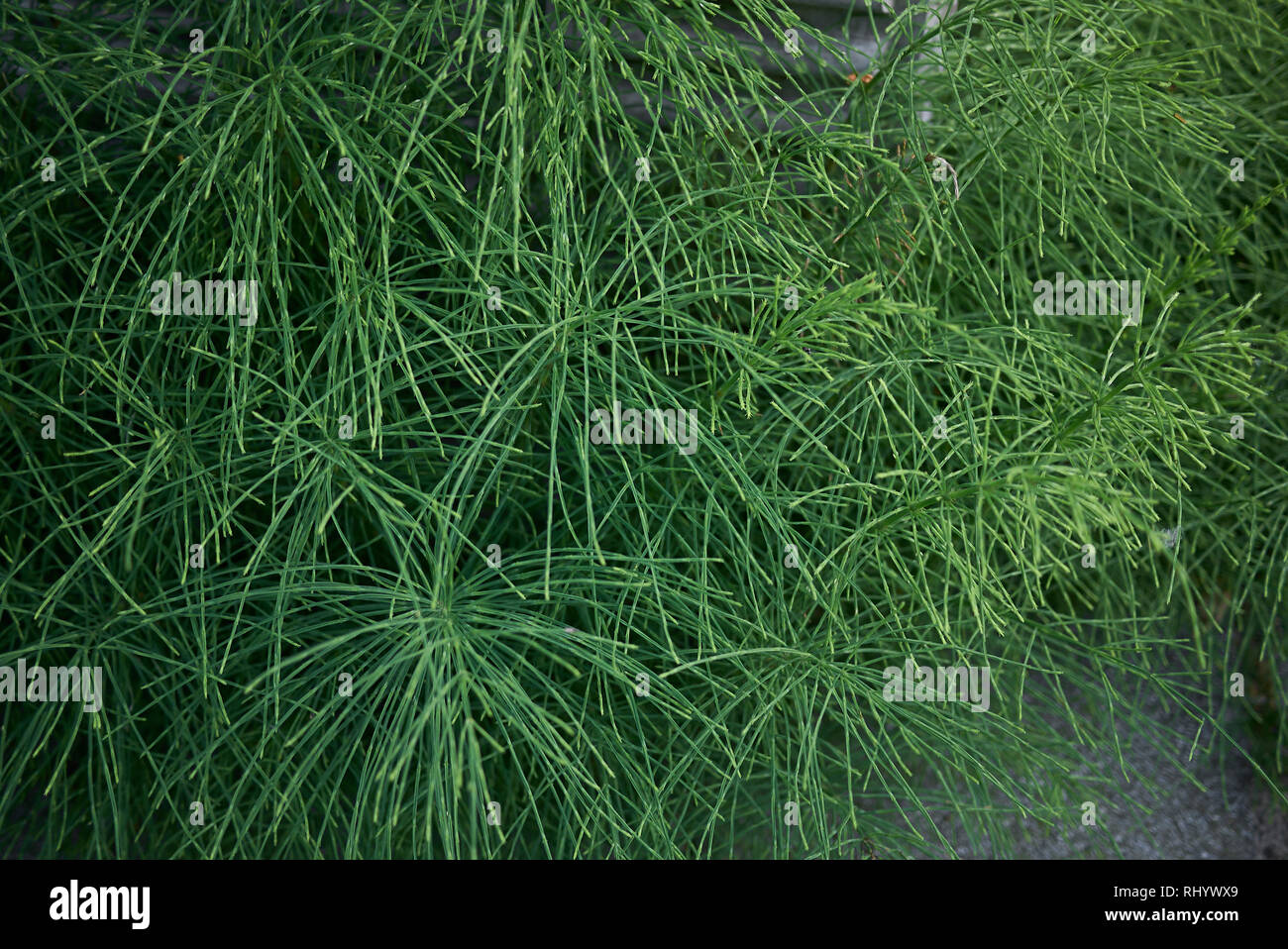 Equisetum pratense close up Stock Photo