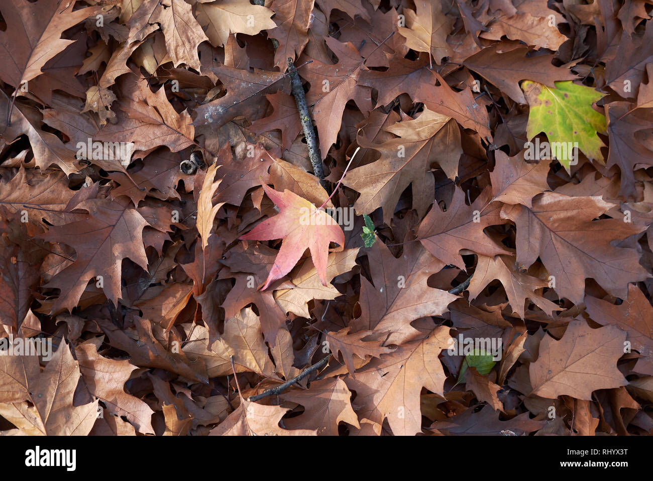 Quercus rubra leaves on the ground Stock Photo
