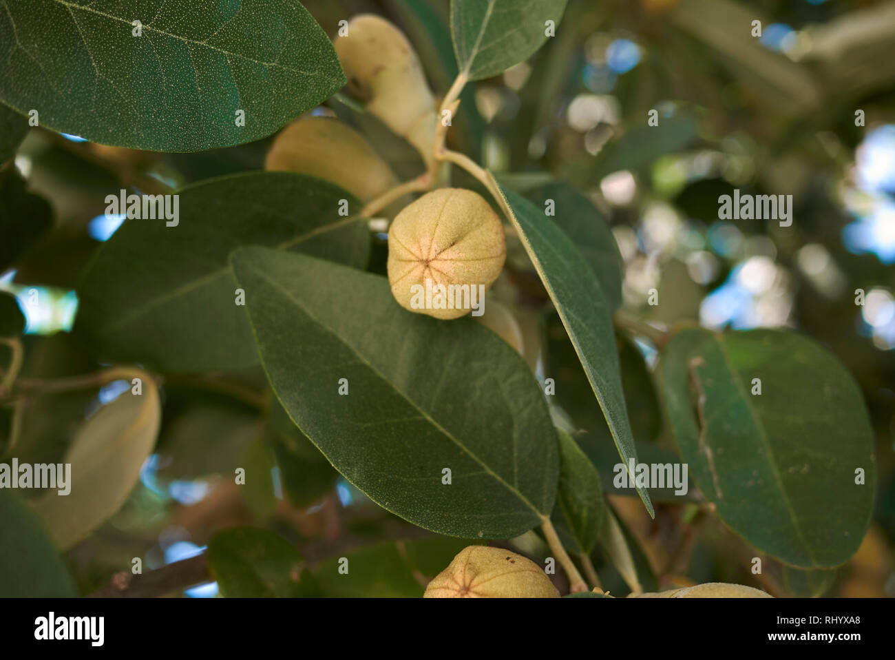 Lagunaria patersonia branch with fruit Stock Photo