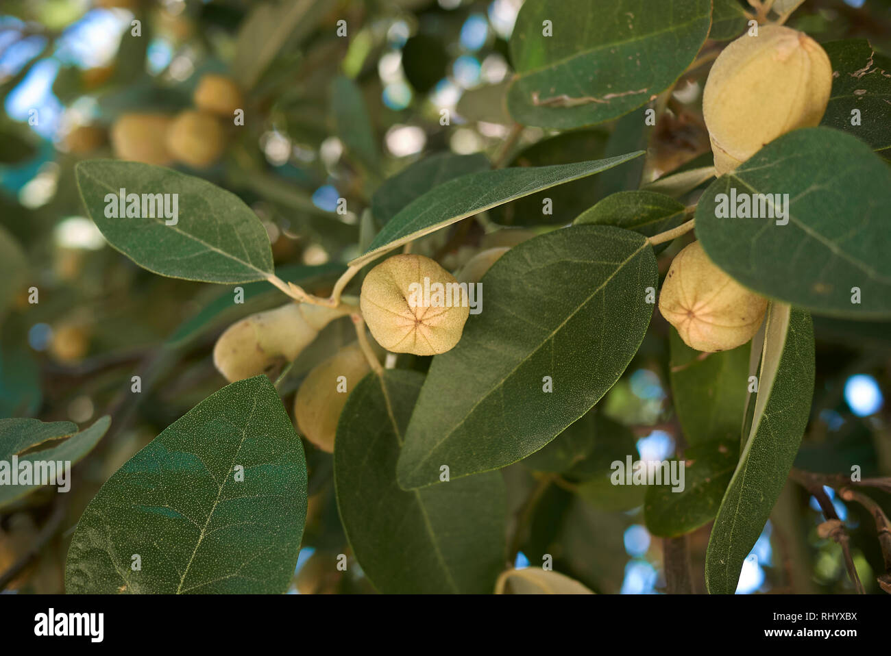 Lagunaria patersonia branch with fruit Stock Photo