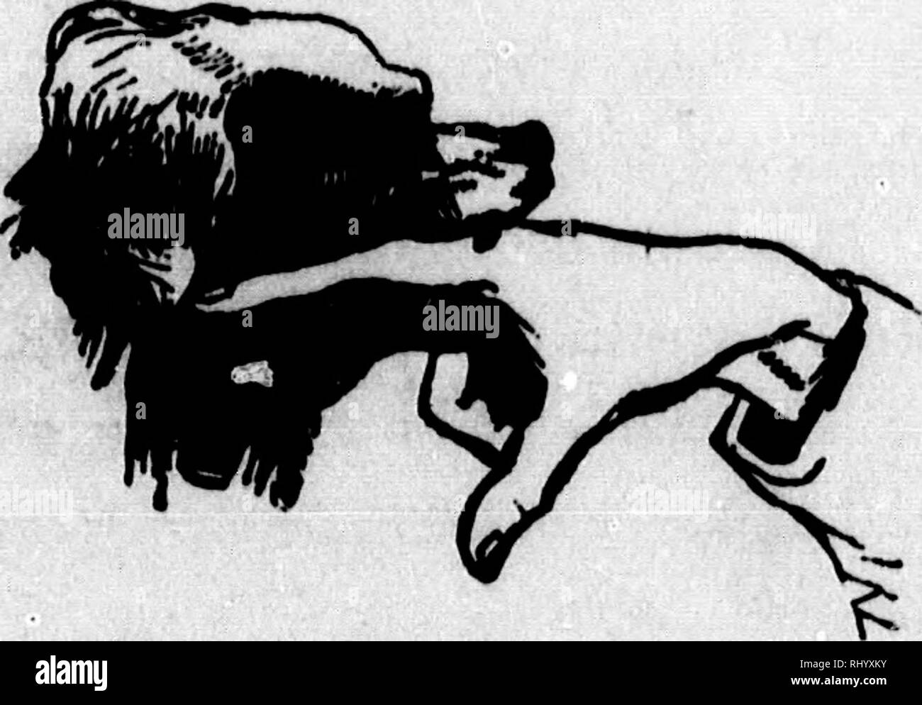 . The dog in health and in disease [microform] : including his origin, history, varieties, breeding, education and general management in health, and his treatment in disease. Dogs; Dogs; Chiens; Chiens. PlO. aB,âADMimWRATION OF MCDICIMM * (BIATHBW). form of small pills, which may be pushed into little pieces of meat and dropped in the dog's way. Strychnine when undisguised, from its bitterness, will not be readily taken ; but, as dogs bolt their food, even the crystals may be in- serted in a pellet of meat, butter, etc., and the deadly dose be swallowed. Occasionally dogs roaming the woods fin Stock Photo