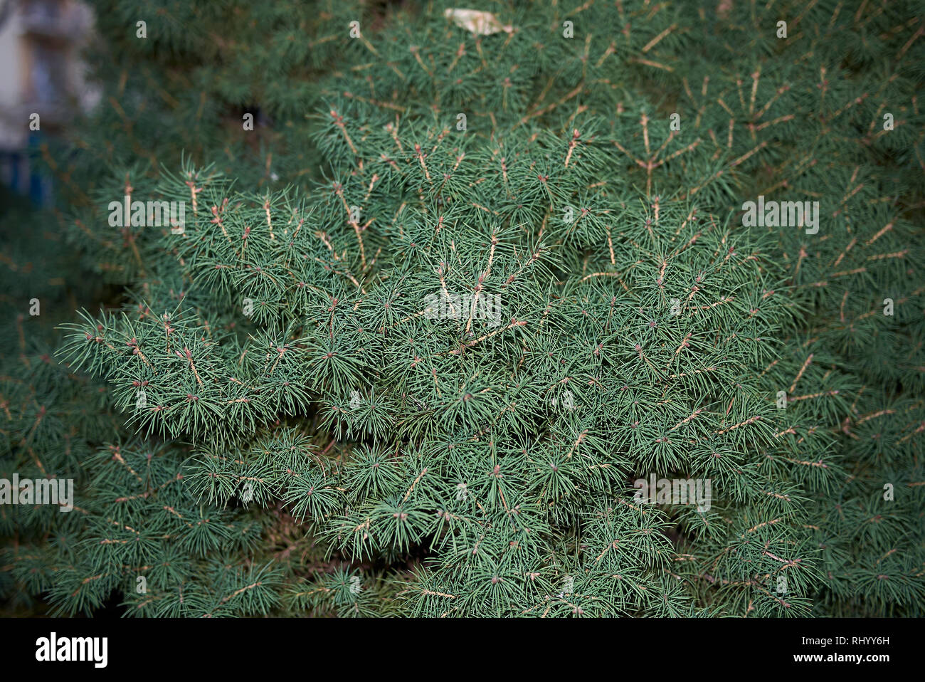 dwarf Alberta white spruce close up Stock Photo
