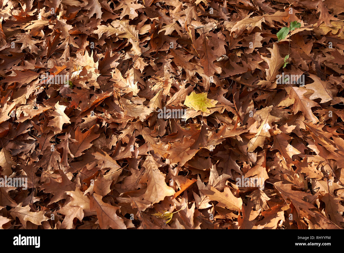 Quercus rubra leaves on the ground Stock Photo