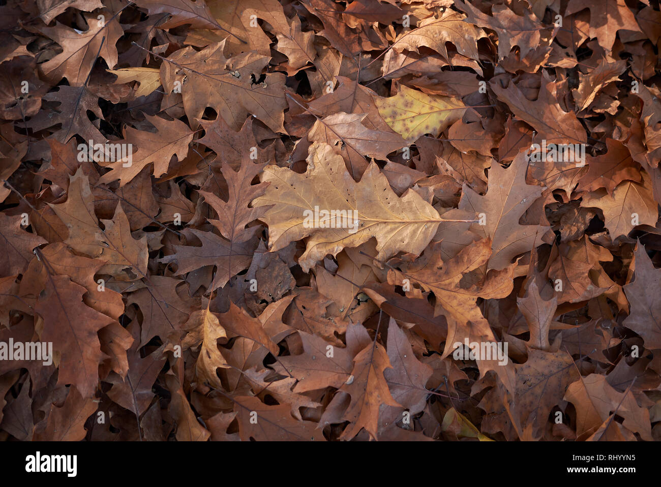 Quercus rubra leaves on the ground Stock Photo