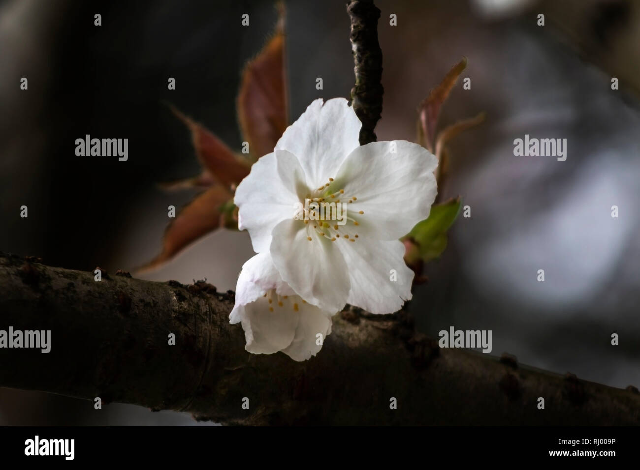 Cherry trees fruit uk hi-res stock photography and images - Alamy