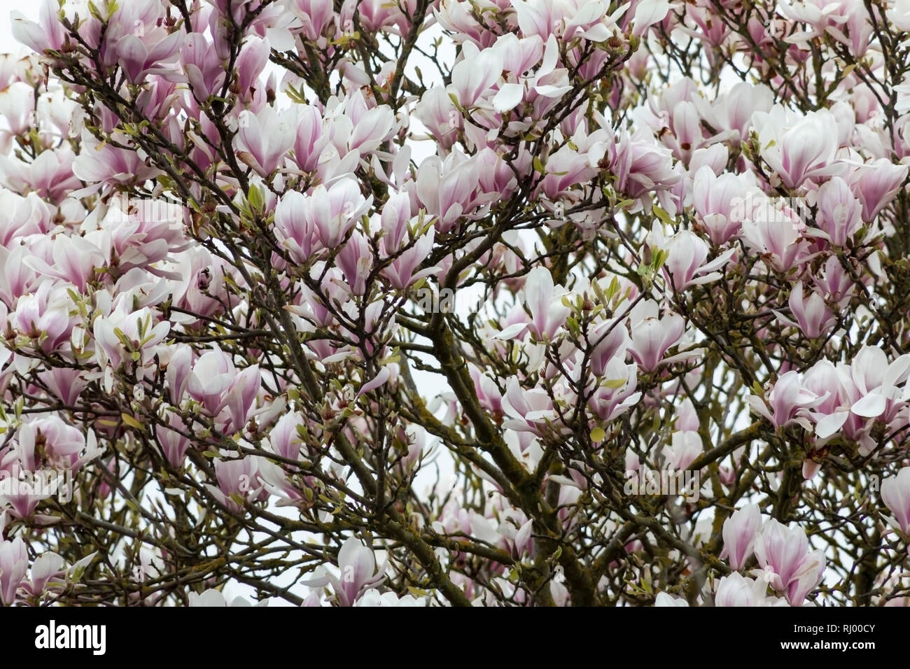 Large pink flowers magnolia tree hi-res stock photography and images ...