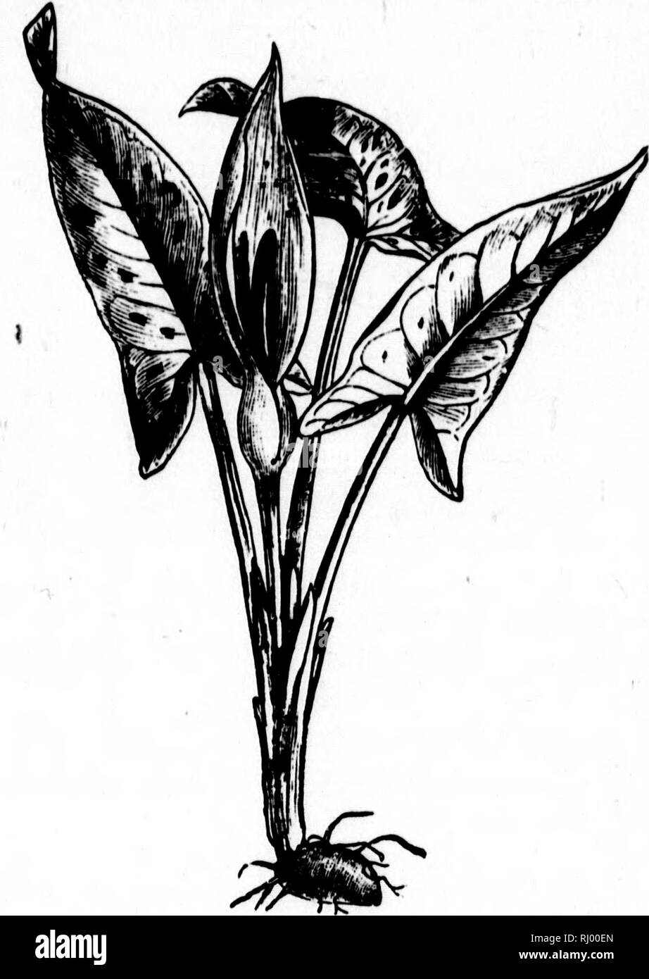 . The story of the plants [microform]. Plants; Botany; Plantes; Botanique. 130 THE STORY OP THE PLANTS. The structure of the cuckoo-pint is very peculiar. &quot;What looks like the flower is not really any part of the flower at all, but a large. Fia. 25.—THE COMMON ARUaf, OR CUCKOO- PINT, SHOWING THE SPATHE WHICH SUR- ROUNDS THE FLOWERS, AND THE SPIKE BTICKINO UP IN THE MJLUDLE. outer leaf or spathe surrounding a group of very tiny blossoms. You can understand this leaf better if you look at a narcissus stalk, where. Please note that these images are extracted from scanned page images that may Stock Photo