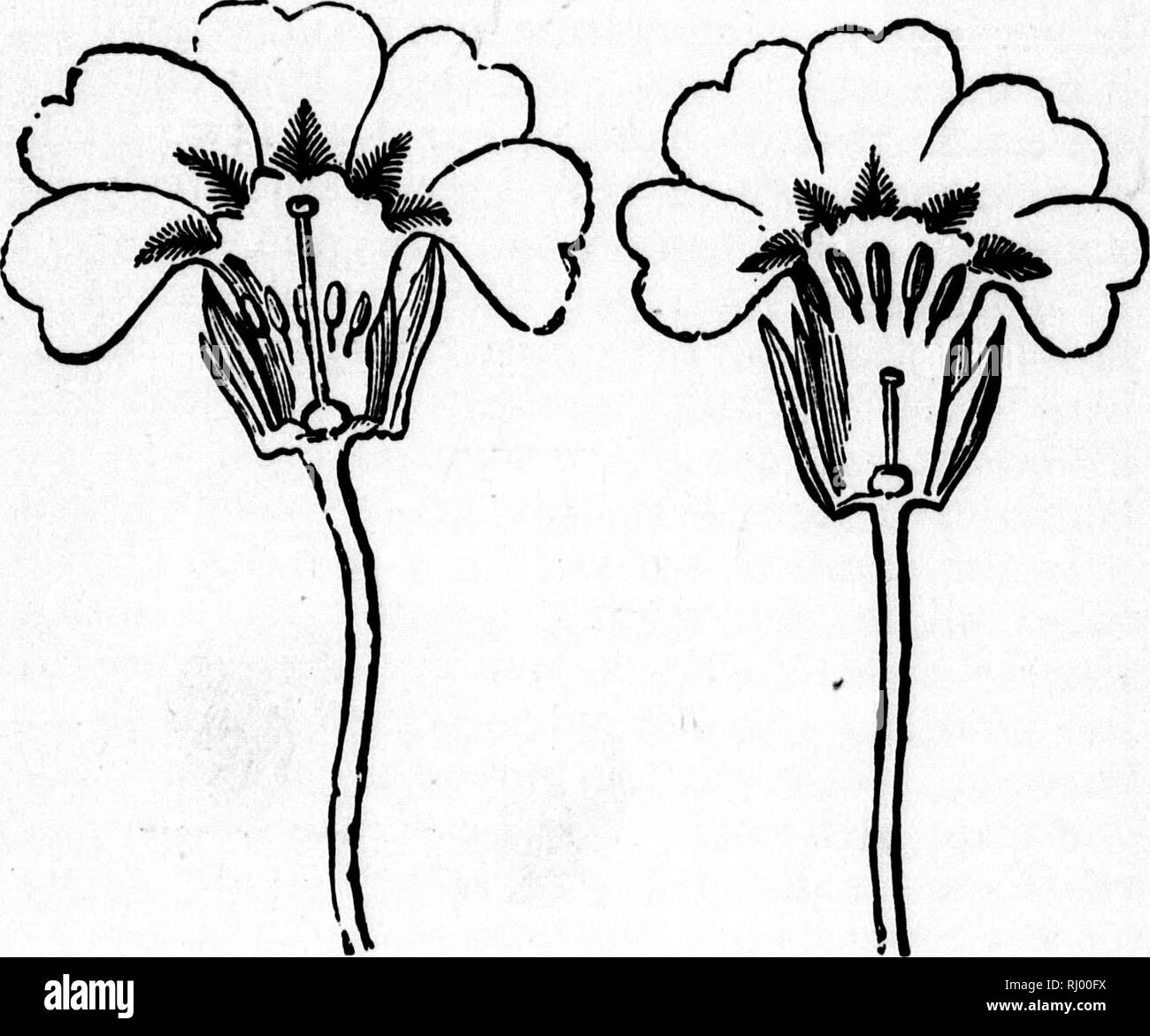 . The story of the plants [microform]. Plants; Botany; Plantes; Botanique. VARIOUS MARRIAGK CUSTOMS. 107 his way at once to the stamens and stigma or sensitive surface. The consequence is that the majority of the higher plants have now corollas in a single piece; and most of these are also coloured red, blue, or purple. Still, even now many of them retain marks of the original five. FIG. 18.—PIN-ETED PRIMROSE, CUT OPEN SO AS TO SHOW THE ARRANGEMENT OF THE STAMENS AND STIGMA. PIG. 19.—THRUM-EYED PRIMROSE, GUT OPEN SO AS TO SHOW STA- MENS AND STIGMA. petals. For instance, the harebell has the ed Stock Photo