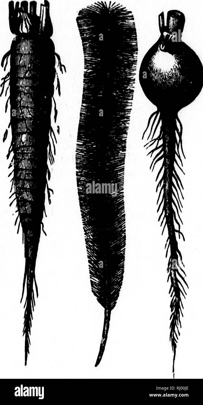 . The story of the plants [microform]. Plants; Botany; Plantes ...