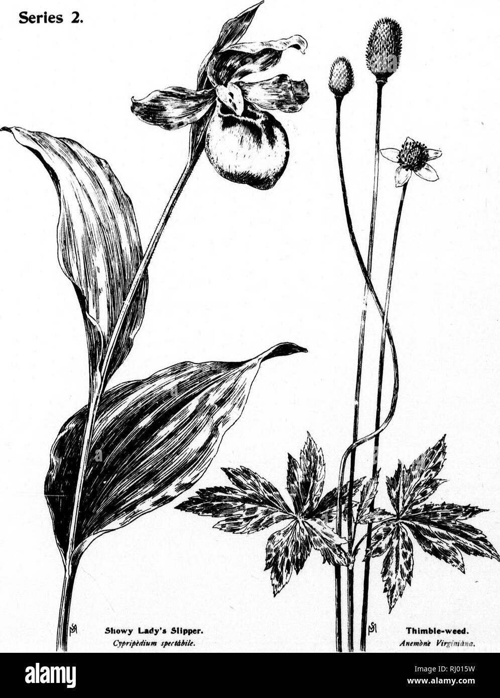 . Wayside flowers [microform] : Series II. Being a description of American wild flowers that bloom in late May, June, July and early August. Wild flowers; Fleurs sauvages. -idiilL-.j;—ivlj Series 2. I.I •f&quot; t' I i! f r; Sid tr t;. Thimble-weed. Anernhne yirgtniina. i.'ismmmiusmyiimmnmm. Please note that these images are extracted from scanned page images that may have been digitally enhanced for readability - coloration and appearance of these illustrations may not perfectly resemble the original work.. Mathews, F. Schuyler (Ferdinand Shuyler), 1854-1938. Boston; Springfield, Mass. : Tabe Stock Photo