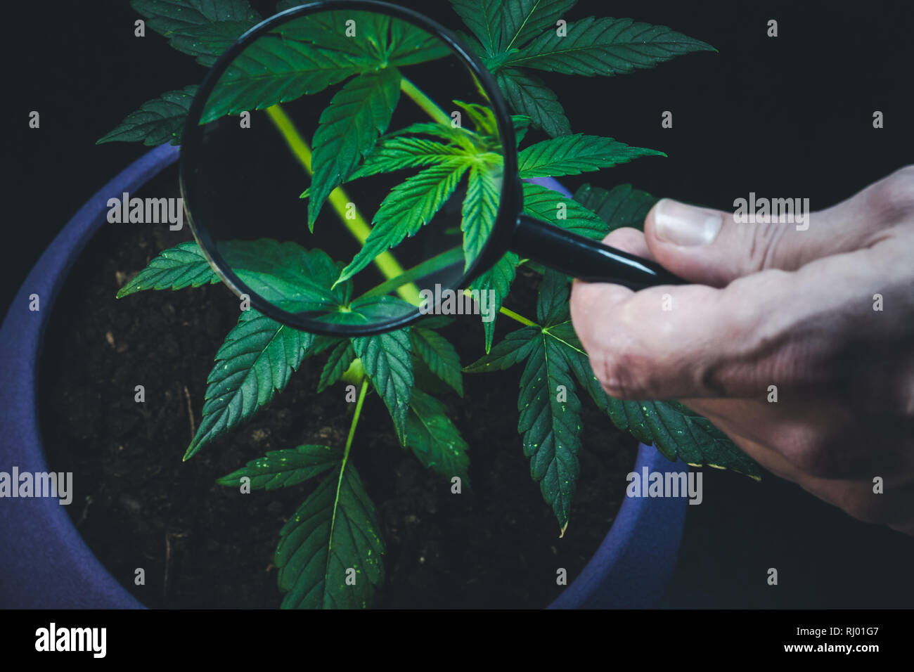 Person looks at medical marijuana plant with magnifier. Cannabis plant growing indoor Stock