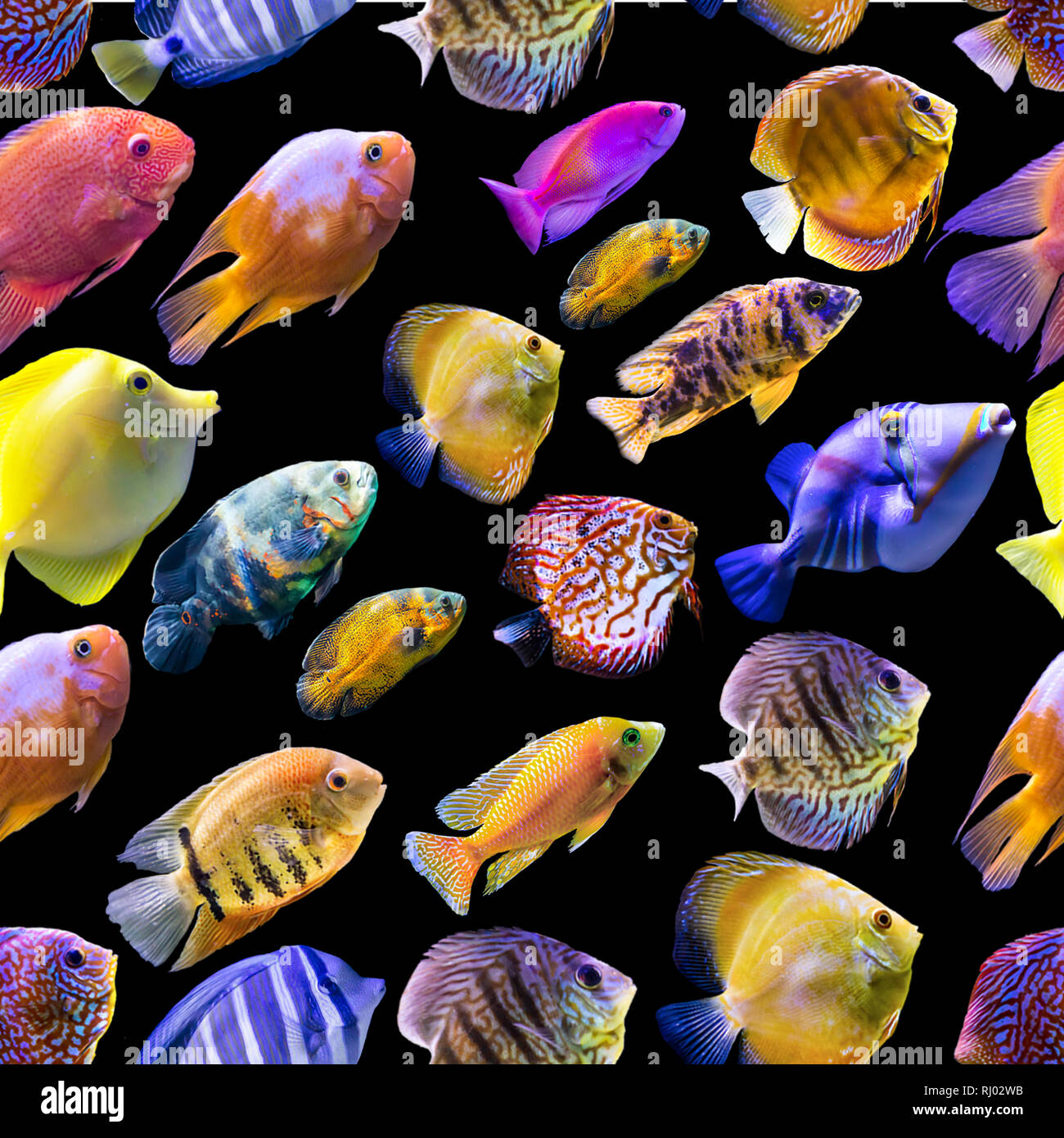 Seamless pattern. Multi-colored fishes on a black background. Site ...
