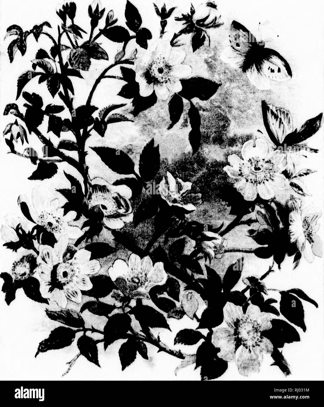 . Common wayside flowers [microform]. Wild flowers; Fleurs sauvages. . Please note that these images are extracted from scanned page images that may have been digitally enhanced for readability - coloration and appearance of these illustrations may not perfectly resemble the original work.. Miller, Thomas, 1807-1874. London; New York : Routledge, Warne, and Routledge Stock Photo