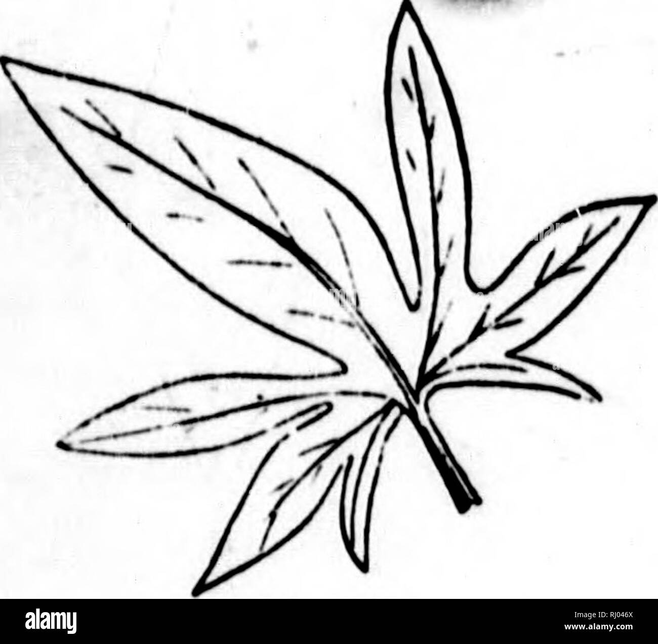 . The elements of structural botany [microform] : with special ...