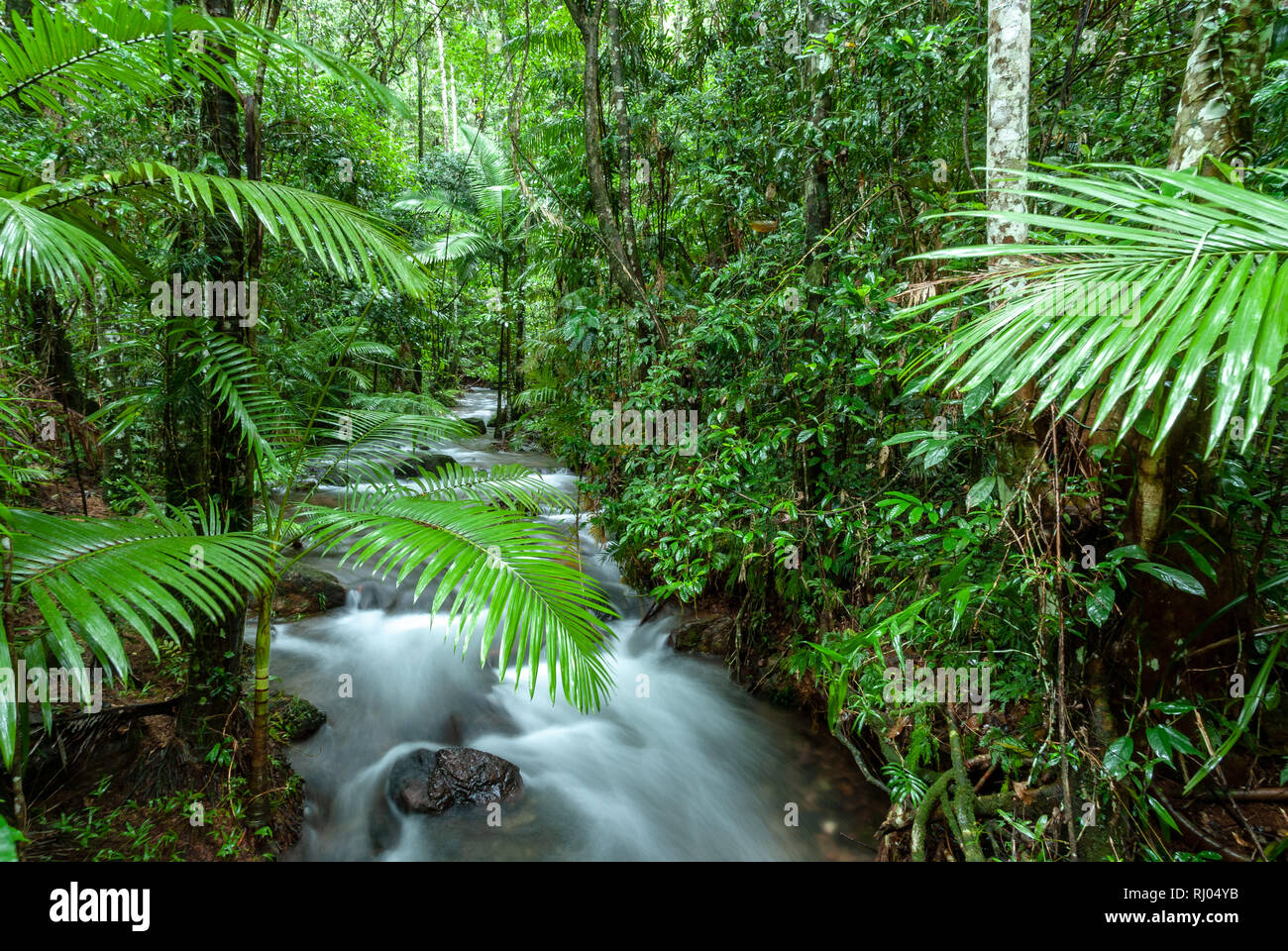 The Daintree Rainforest Queensland Australia Stock Photo Alamy