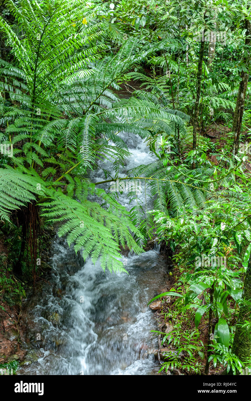 The Daintree Rainforest Queensland Australia Stock Photo Alamy