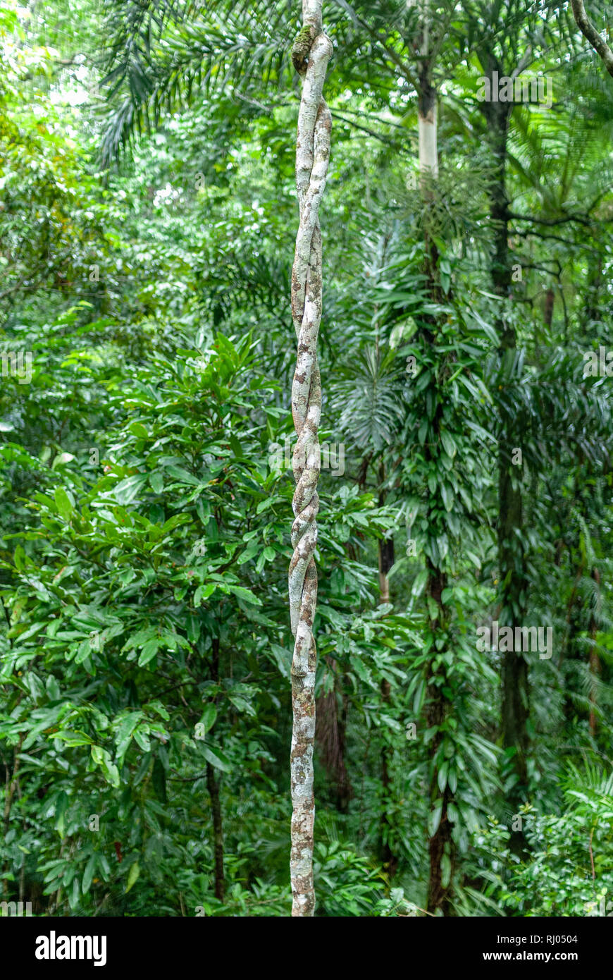 The Daintree Rainforest Queensland Australia Stock Photo Alamy