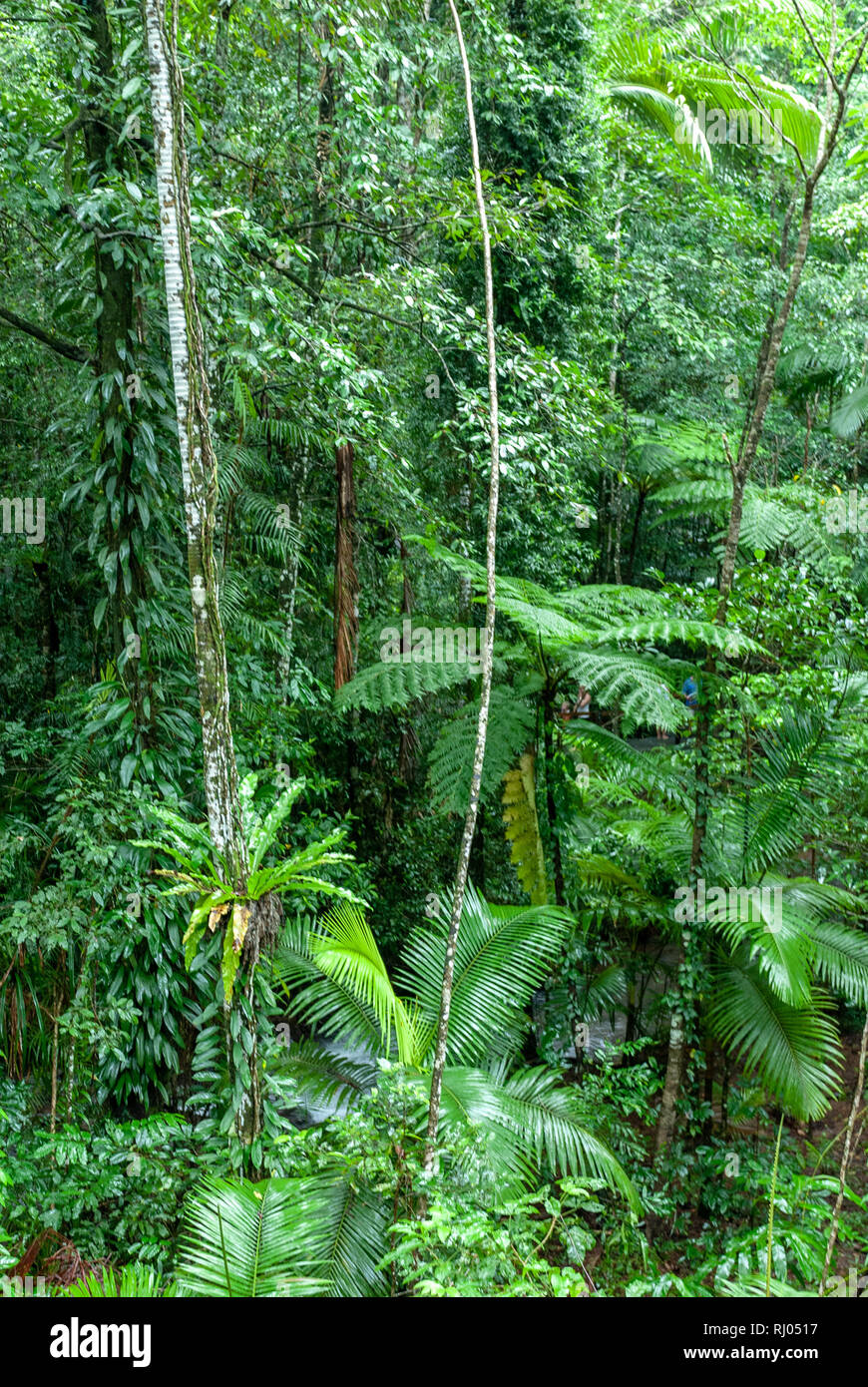 The Daintree Rainforest Queensland Australia Stock Photo - Alamy