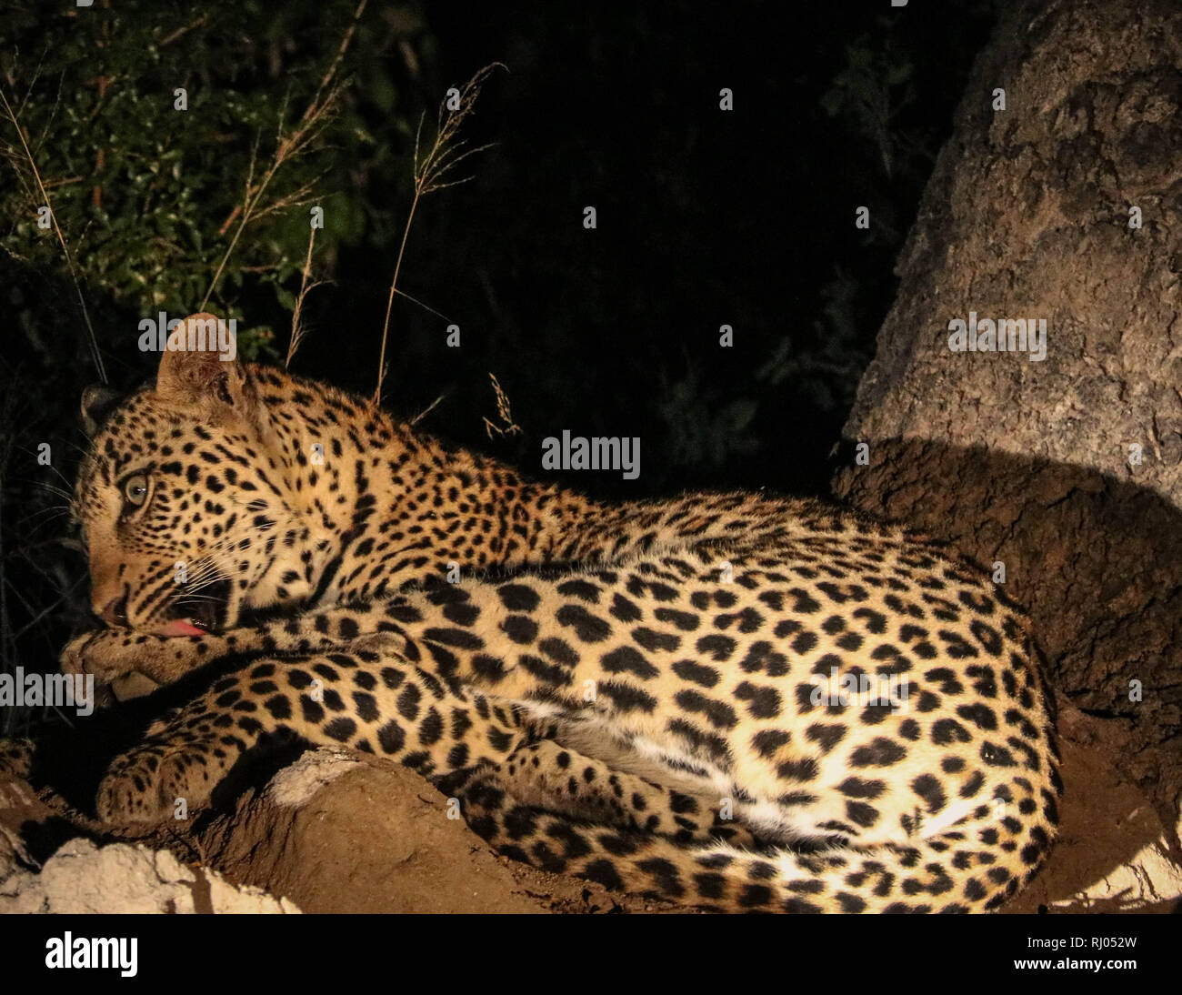 Date Night Leopard main image 0