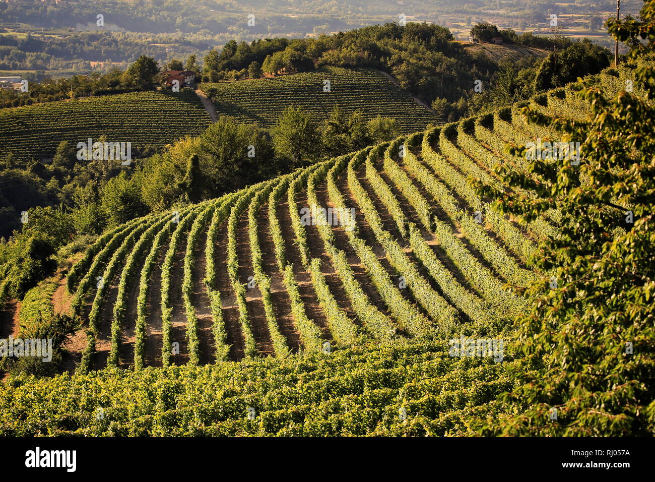 Beautiful landscape of Chianti Vineyards in Tuscany, Italy Stock Photo
