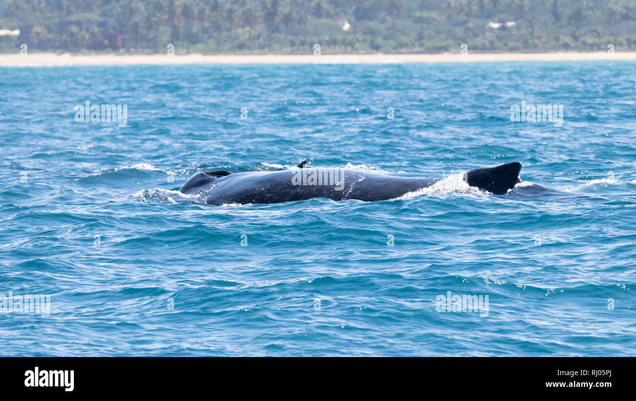 Whale photography hi-res stock photography and images - Alamy