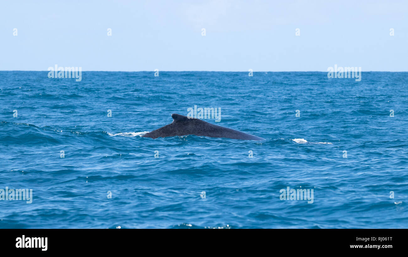 Whale photography hi-res stock photography and images - Alamy