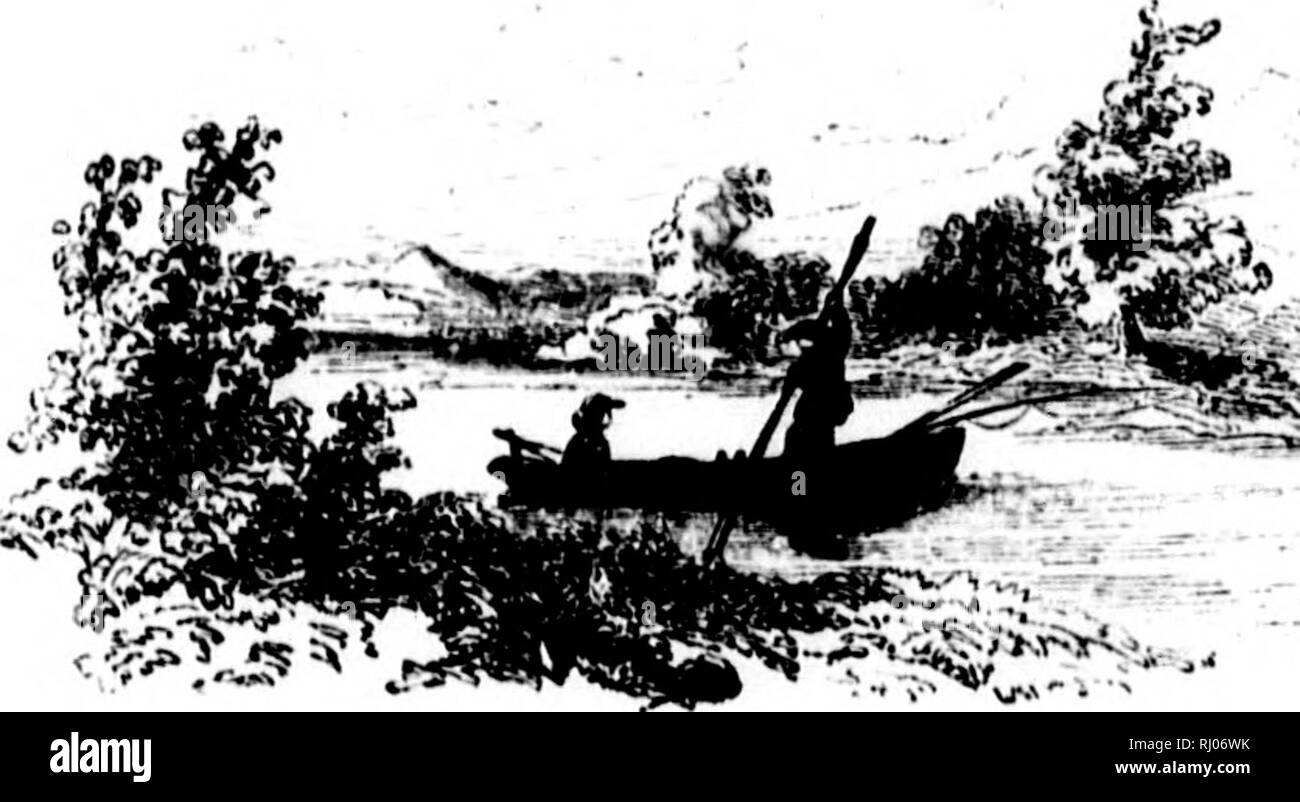 . Frank Forester's fish and fishing of the United States and British provinces of North America [microform]. Fishes; Fishing; Poissons; PÃªche sportive. MLACK BASS FISHINO. 307 Ufo, which, whtn unfolded, will prove that ho is uot uurogurdiid l.y Him who made the grout whales and the flHhes of the sea. &quot; His mouth is paved with large, flat, rough bones, or teeth, like those of the sea fishes that root up and devour the hardusttestace u; and I have little doult but that the naturalist who watches him narrowly, will one of these days detect him crushing and consuming the Uni-Jind An|don'^||e Stock Photo