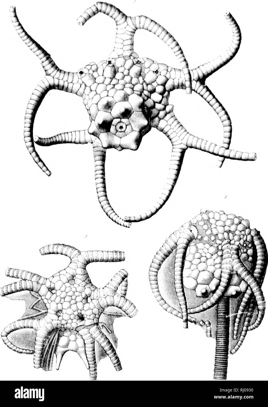 . The North American Crinoidea camerata [microform]. Crinoidea, Fossil; CrinoÃ¯des fossiles. 6 I â .1'. .-.â¢'fi-.&gt;i' 11...I'. â &quot;r.::.:.t ' ?'.M â. Please note that these images are extracted from scanned page images that may have been digitally enhanced for readability - coloration and appearance of these illustrations may not perfectly resemble the original work.. Wachsmuth, Charles, 1829-1896; Springer, Frank, 1848-1927. Cambridge [Mass. ] : Printed for the Museum Stock Photo