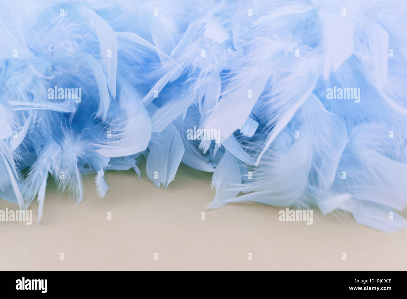 Many blue decoration feathers as a background texture header Stock