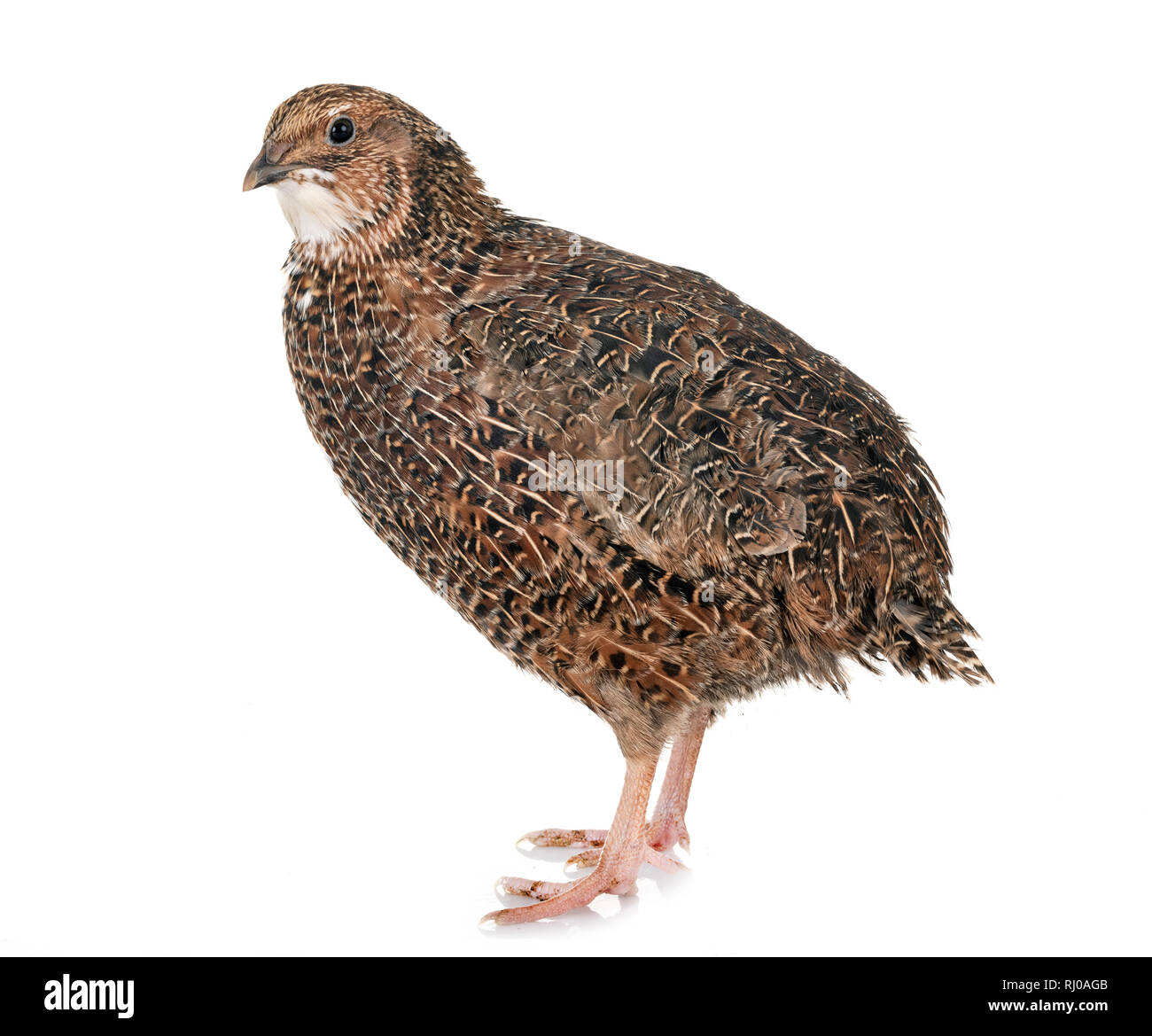 Japanese quail in front of white background Stock Photo - Alamy