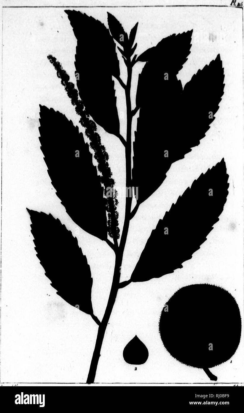 . The North American sylva, or A description of the forest trees of the United States, Canada and Nova Scotia [microform] : considered particularly with respect to their use in the arts, and their introduction into commerce : to which is added a description of the most useful of the European forest trees : illustrated by 156 coloured engravings. Trees; Botany; Arbres; Botanique. i»t»»wr»w»»w Castani tomeni unico, Tbk C shore of distance common part of V and Lou West Tei closed in Southen InNev pin is a U feet; but siana, it inches in The le and simi from wh and by tl The fruc form an ,B*v^tn V Stock Photo
