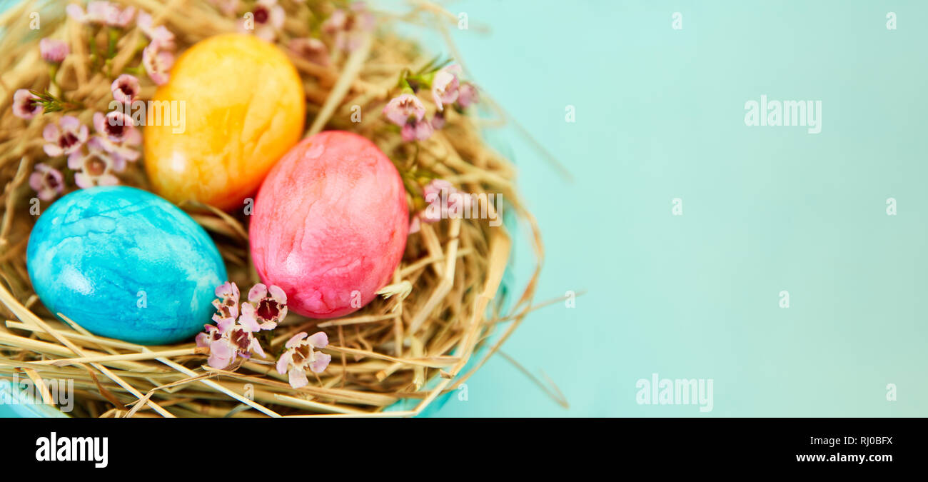 Three brightly painted eggs for Easter in the nest as a panorama header Stock Photo