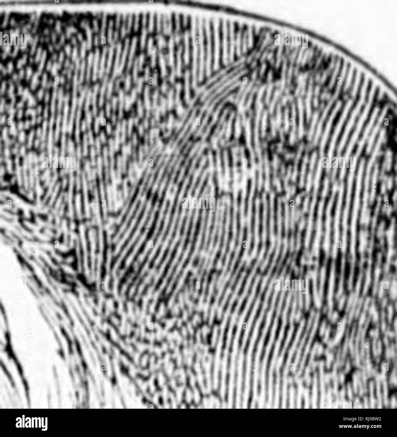 . Earth, sea and sky, or, Marvels of the universe [microform] : being a ...