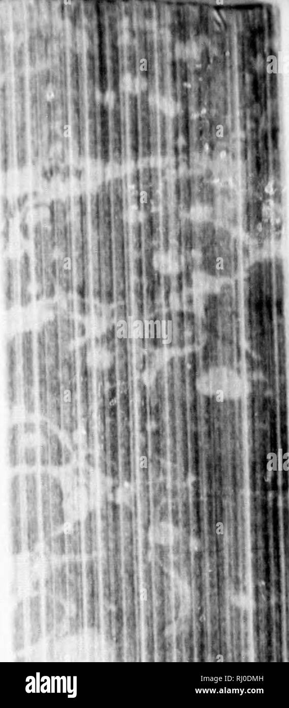 . Earth, sea and sky, or, Marvels of the universe [microform] : being a ...