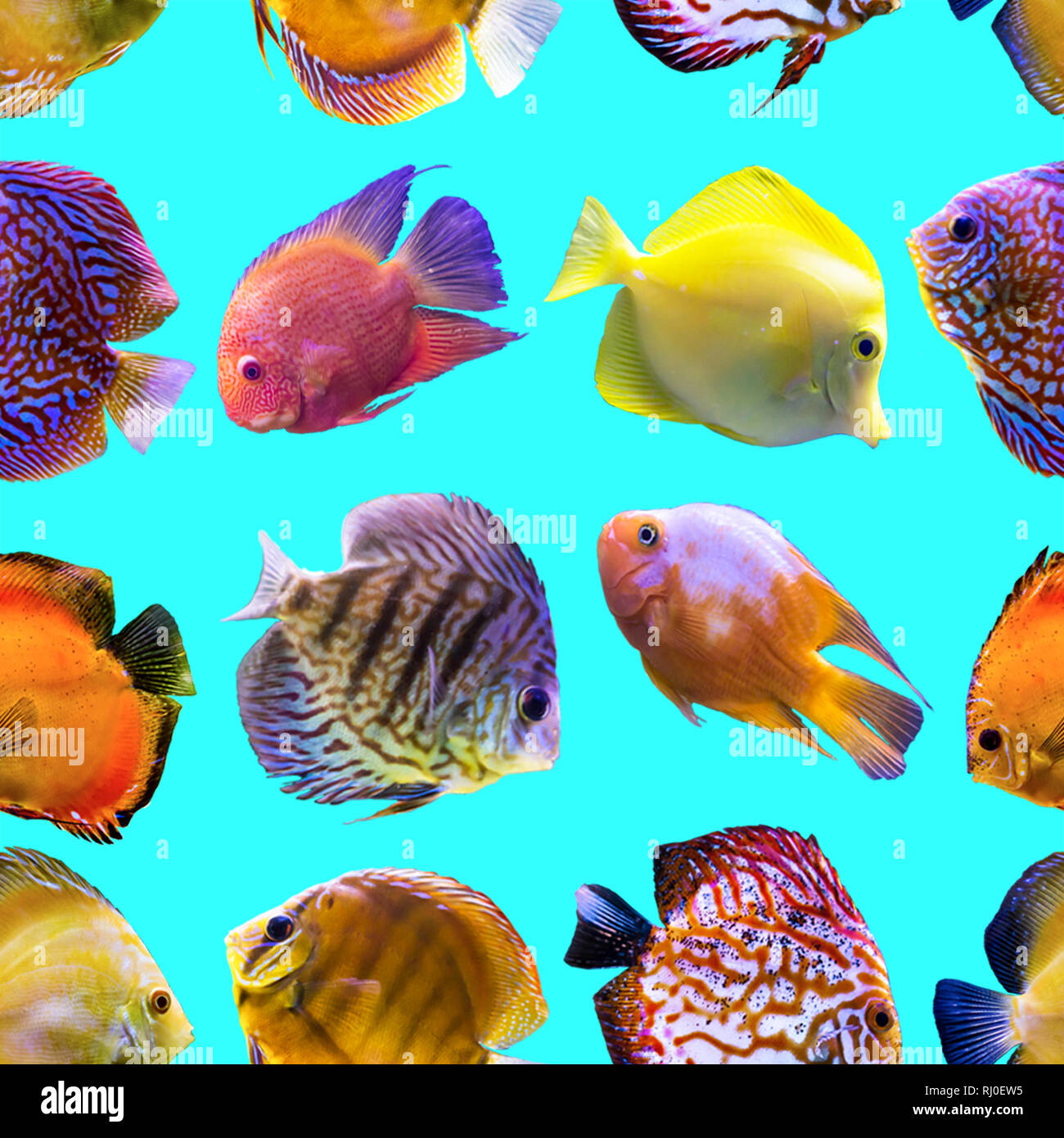 Seamless pattern. Multi-colored fishes on a blue background. Site about nature, art, animals, sea, fish. Stock Photo