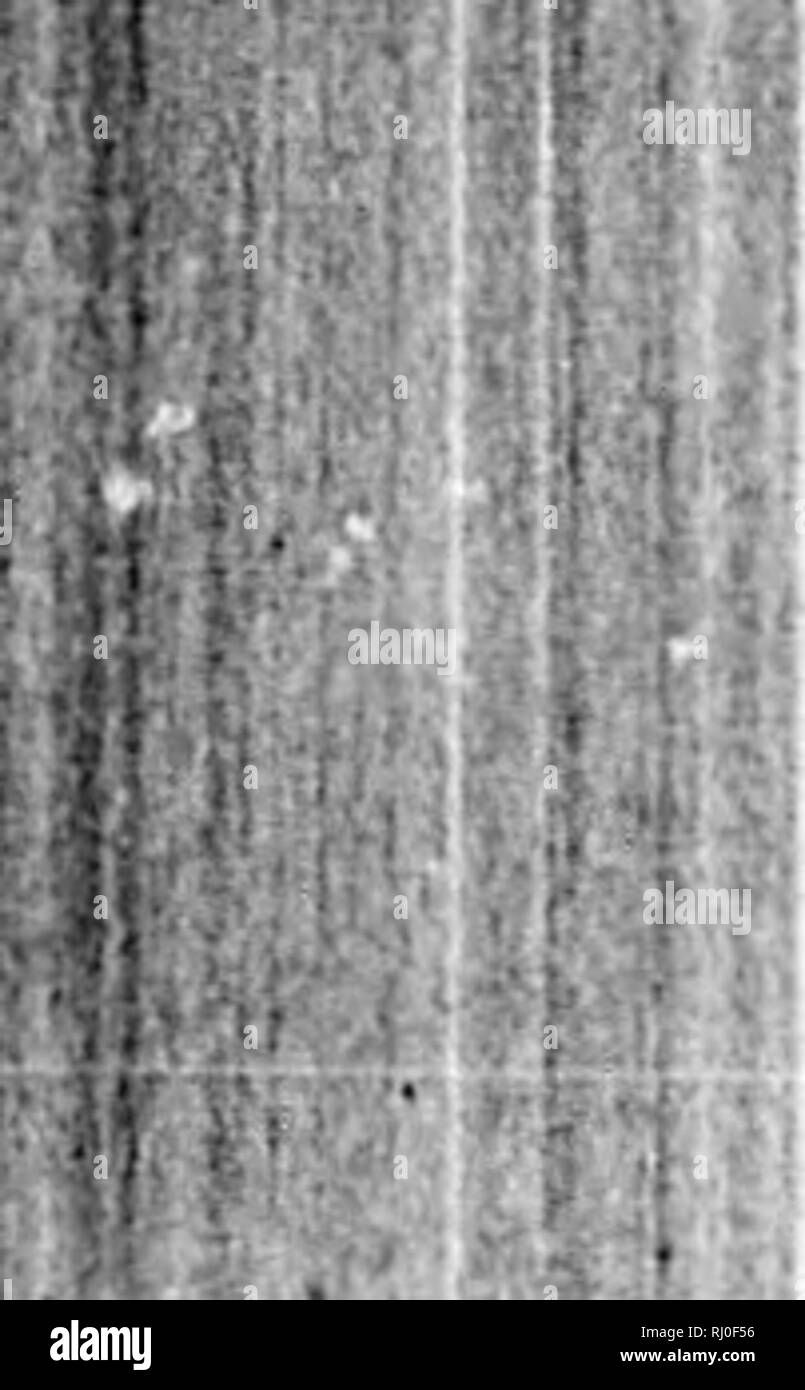 . ComplÃ©ments de Buffon [microforme] : races humaines et mammifÃ¨res. Sciences naturelles; MammifÃ¨res; Natural history; Mammals. IÂ» 1^ 308 HISTOIRE NATURF.TJ.R. I M. &gt; jjj ih â¢^ m '.U &gt; â Mi . liras; grijt autour du cou et sur le milieu du ventre; d'un brun grisÃ¢tre sur les flancs. Sa longueur totale est de quatre pouces et demi, et son envergure d'un peu plus d'un pied et demi. Sa queue, assez longue, dÃ©possÃ¨de sept ou huit lignes la membrane inlerfc- inorole. Cette espÃ¨ce a Ã©tÃ© dÃ©couverte h Sumatra par ^M. Diard et Duvauccl. Lli PACHYSOME DE DUVAUCEL. Pachysoma Duvaucelii (* Stock Photo