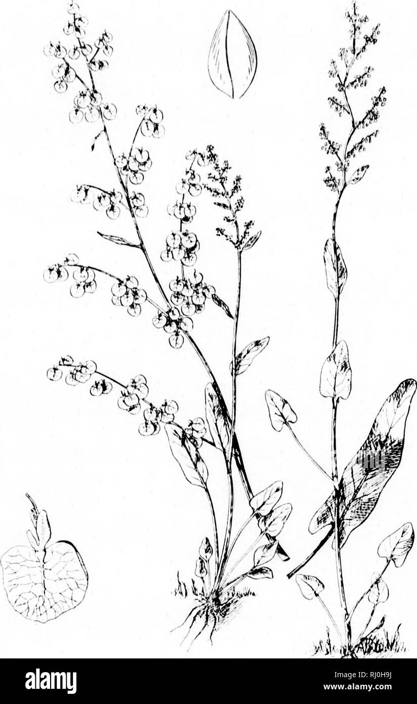 . The species of Rumex occurring north of Mexico [microform]. Docks (Plants); Docks (Plants); Botany; Rumex; Rumex; Botanique. UKI'T. MO. IJOT. (iAKI)., IS.l.'. I'l.AlK Hi,. III MKX AOETOSA.. Please note that these images are extracted from scanned page images that may have been digitally enhanced for readability - coloration and appearance of these illustrations may not perfectly resemble the original work.. Trelease, William, 1857-1945. [S. l. : s. n. ] Stock Photo
