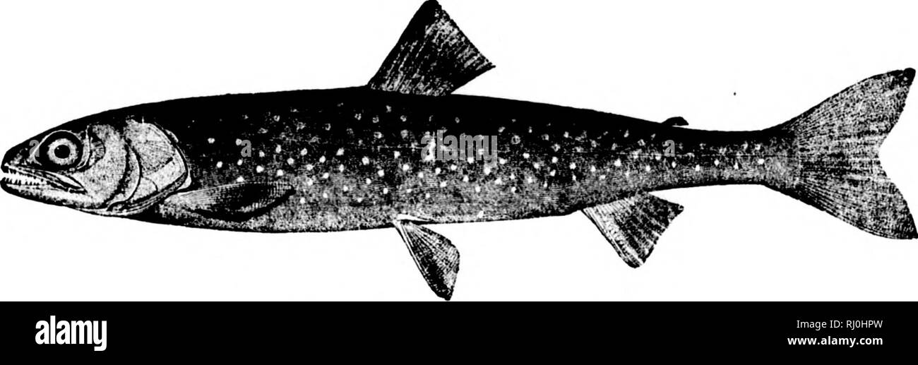 American Fishes Microform A Popular Treatise Upon The Game And Food Fishes Of North America With Especial Reference To Habits And Methods Of Capture Fishes Fishing Poissons Peche Sportive The