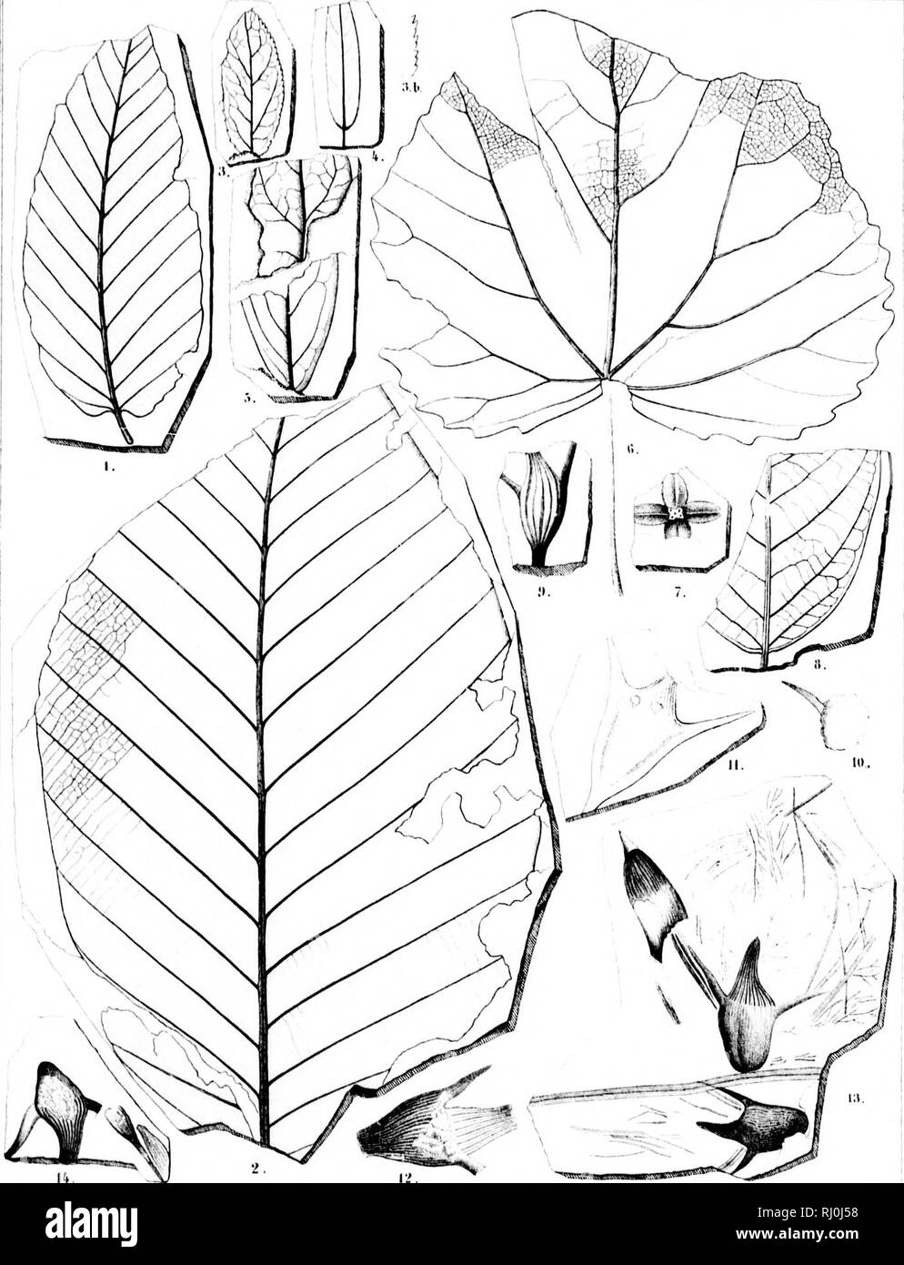 . Flora fossilis Alaskana [microform] = Fossile Flora von Alaska. Paleobotany; PalÃ©obotanique. .i. ir'i' Ai;iil sni'ill Siinir.f T VIII S&quot; '* ^ -â I r (Im&gt; llnr IIm,., ,|,,sk h, VIII,. Kpi-I Ki'^ii-AMli|iiili v;ii'.:.' F.i'iiis Mi,u'iii|iluir.i .'&gt;. &gt;|iir.vi'.i .llll^l'^&quot;lll +..iii'iimiin KrM'&gt;ii .1. .iiilr'iini-f|:i liiMvaii.i. li.ili&gt; i'iriuil.i 7 i'i |liir&gt;|ivni Sli'ri'iM'li.ll.l ,1 |!&gt; Tl.ll'.l |lâ â |v:lil^. Please note that these images are extracted from scanned page images that may have been digitally enhanced for readability - coloration and app Stock Photo