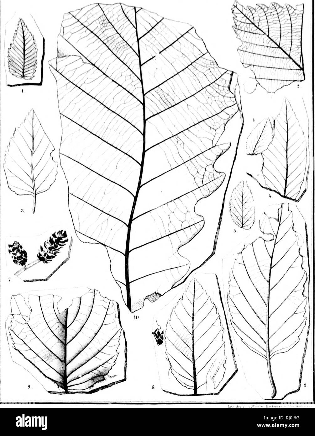 . Flora fossilis Alaskana [microform] = Fossile Flora von Alaska. Paleobotany; Paléobotanique. ||J tf.i i;l.l ^ilrlil Sll.il.,1' r MII N &quot; '? iK» ii..r liuiM .ii.iA r.ii&gt; y. Imu- 1 l'linils |)llinilfIAi;l '1 ri.llicr;! Timm 11 - 7 lioliil;! ii|i,&gt;..i ft lirliiLi ^-JMJHliruh.l !' .li'.iis KVli r-,lnini v.ii' III llmirii^ Kiiiiili|i&gt;|jiii.. Please note that these images are extracted from scanned page images that may have been digitally enhanced for readability - coloration and appearance of these illustrations may not perfectly resemble the original work.. Heer, Oswald, 1809-18 Stock Photo