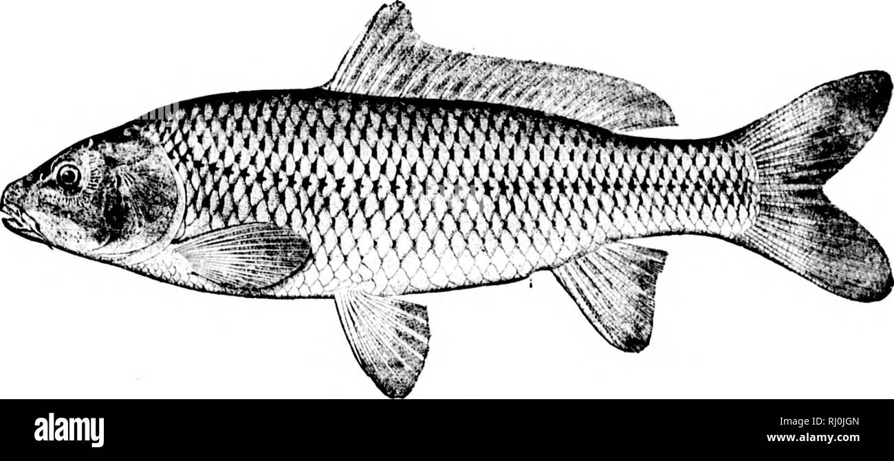 Asiatic carp Black and White Stock Photos & Images - Alamy