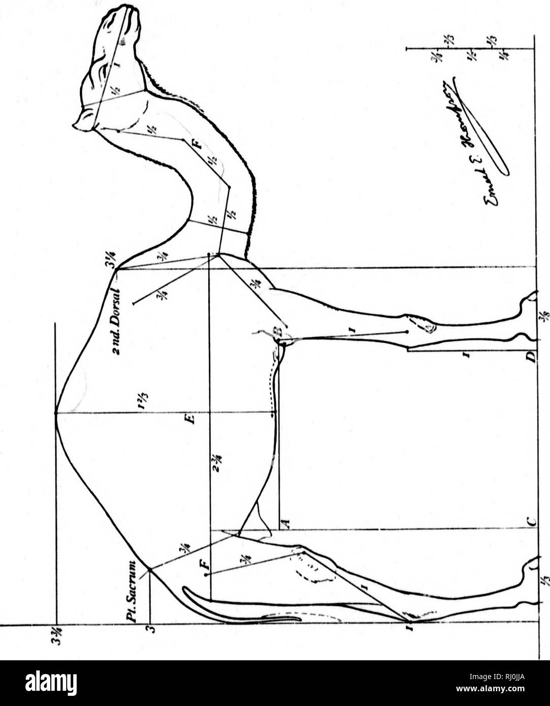 Studies In The Art Anatomy Of Animals Microform Being A Brief Analysis Of The Visible Forms Of The More Familiar Mammals And Birds Designed For The Use Of Sculptors