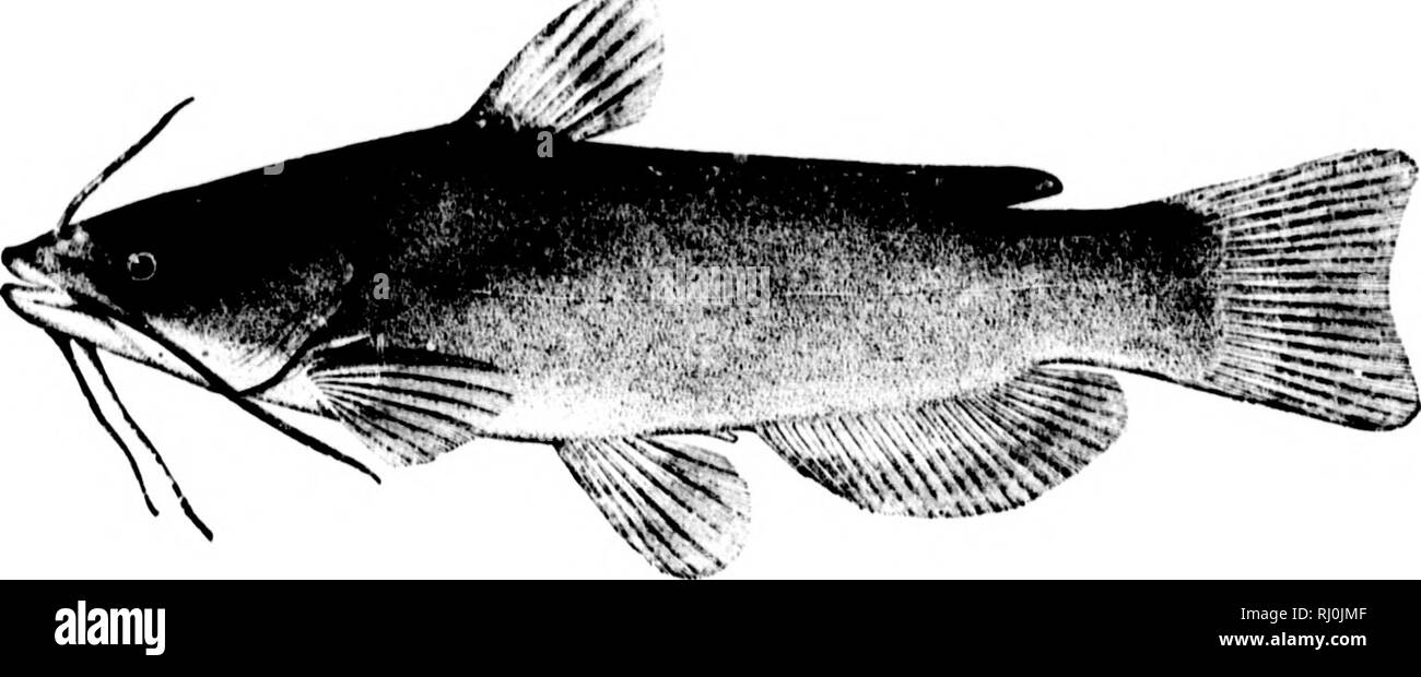 . American fishes [microform] : a popular treatise upon the game and food fishes of North America, with especial reference to habits and methods of capture. Fishes; Fishing; Poissons; PÃªche sportive. I i. Till-: r.vTKisii. THE CATFISH OR BULL-HEAD. I' i: liiin't tnlk 111 me u' Imiiiii f.it Or t;iIors, iniMi or '|iossiini, K(i' wlicii I'sc houkfil a yallcr cat I'sc got a meal to lioss 'cm. J'/u- Darky aiui the Citt/isli. I [if ^T^H1C Catfish is somewhat like /&gt;ii/i' i/r/(&gt;/(â¢ j^n/s or pickled olives. -â â Those who do not very much like it detest it. 'I'he metropolis of its ])Opularity  Stock Photo