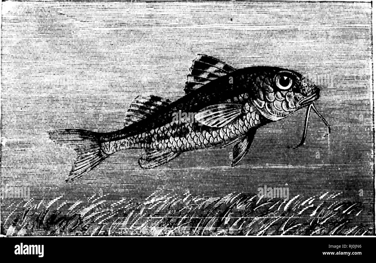 . American fishes [microform] : a popular treatise upon the game and food fishes of North America, with especial reference to habits and methods of capture. Fishes; Fishing; Poissons; PÃªche sportive. J / â . /MERICAX FISHES. and its presence is made known by its frecnient leaps from tlie water. It is said that the Mullet has long been known at San Diego, but that it first made its appearance at vSan Tedro in 1S77. It is not well known either at Santa Uarbara or So(piel, although occasionally taken at both places. Those fishermen who have given the matter any attention assert that the Mullet i Stock Photo