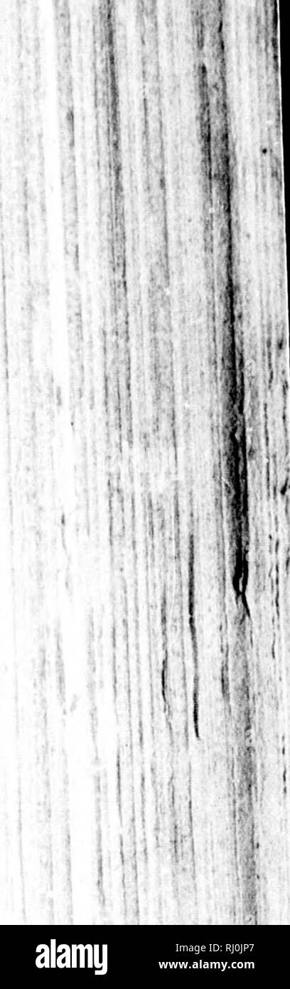 Luk Black And White Stock Photos Images Alamy