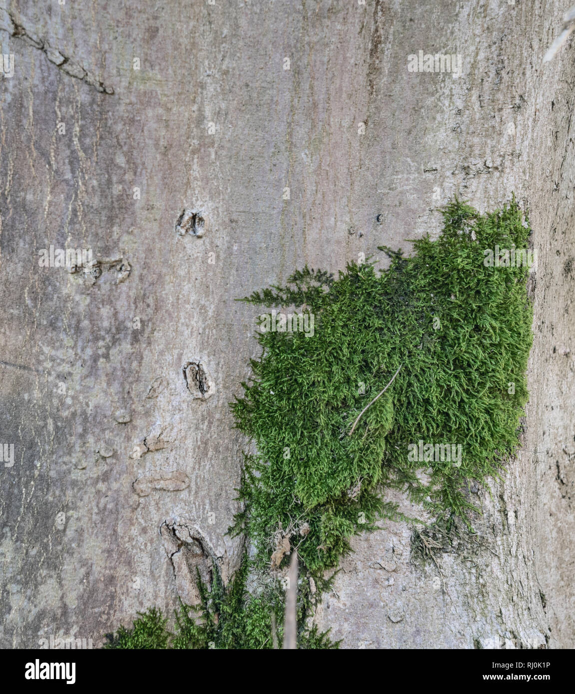 Mold on tree hires stock photography and images Alamy